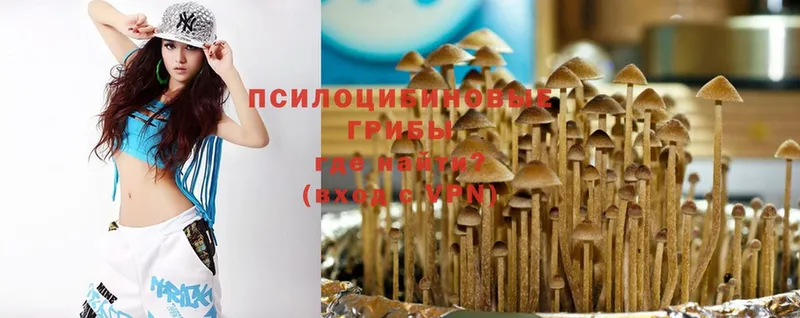 Псилоцибиновые грибы Psilocybine cubensis  Павловский Посад 